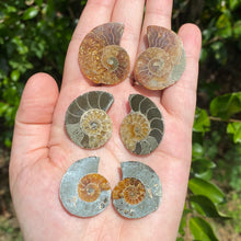Load image into Gallery viewer, Ammonite Pair / Opalized Ammonite / Ammonite Specimen / Polished Ammonite / Opal Ammonite / Ammonite Fossil / Ammonite Slice / Ammonite