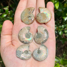 Load image into Gallery viewer, Ammonite Pair / Opalized Ammonite / Ammonite Specimen / Polished Ammonite / Opal Ammonite / Ammonite Fossil / Ammonite Slice / Ammonite