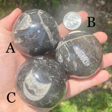 Load image into Gallery viewer, Orthoceras Spheres (Pick One)