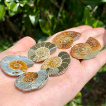 Load image into Gallery viewer, Ammonite Pair / Opalized Ammonite / Ammonite Specimen / Polished Ammonite / Opal Ammonite / Ammonite Fossil / Ammonite Slice / Ammonite

