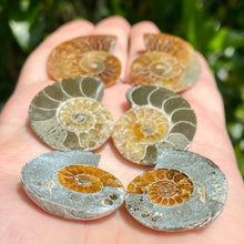 Load image into Gallery viewer, Ammonite Pair / Opalized Ammonite / Ammonite Specimen / Polished Ammonite / Opal Ammonite / Ammonite Fossil / Ammonite Slice / Ammonite
