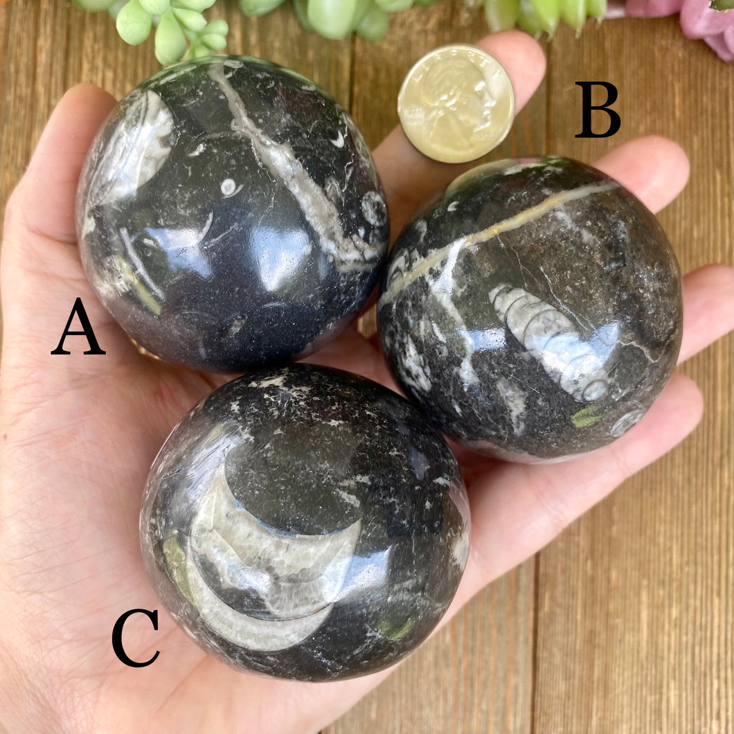 Orthoceras Spheres (Pick One)
